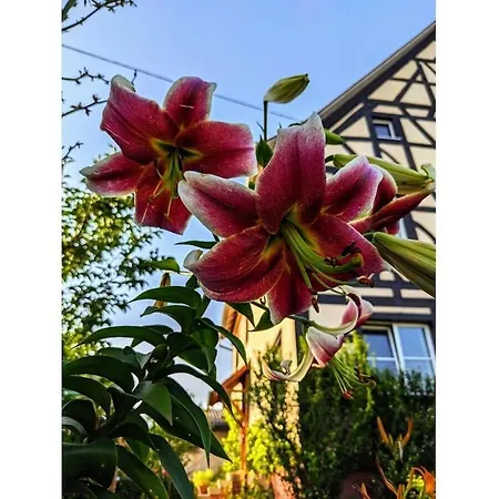 In With Swimming Pool Salem (Baden-Wurttemberg)