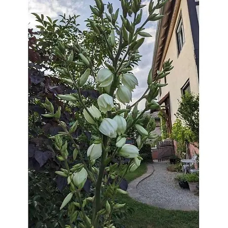 In With Swimming Pool Casa vacanze