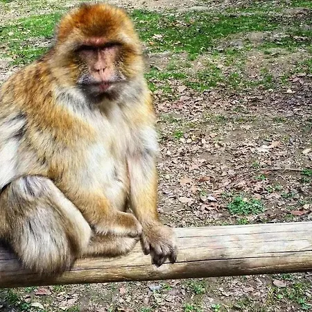 In With Swimming Pool Salem (Baden-Wurttemberg)